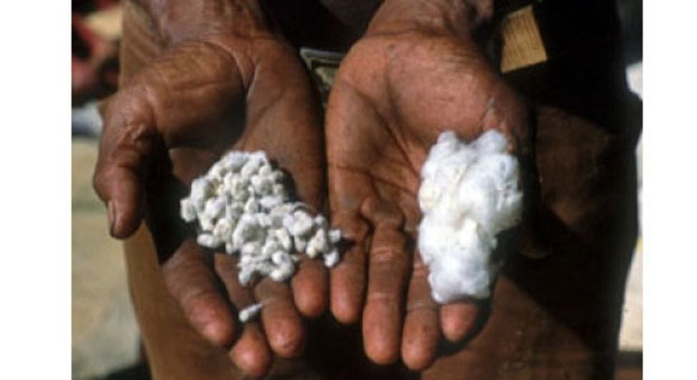 Centro coletor de algodão no Brasil onde ocorre a separação das sementes antes de serem comprimidas e armazenadas