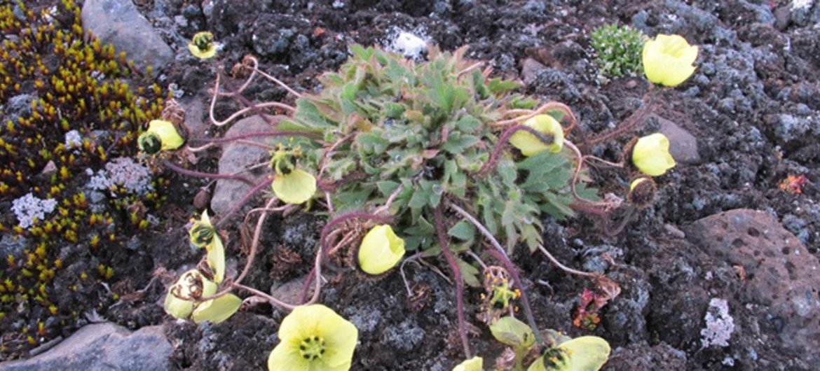 Polar Poppy in the High Arctic archipelago Franz Josef Land whose total area is 14,260 km2, making it the largest marine protected area in the Arctic.