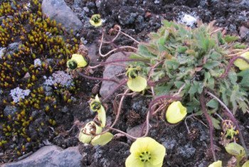 Polar Poppy in the High Arctic archipelago Franz Josef Land whose total area is 14,260 km2, making it the largest marine protected area in the Arctic.