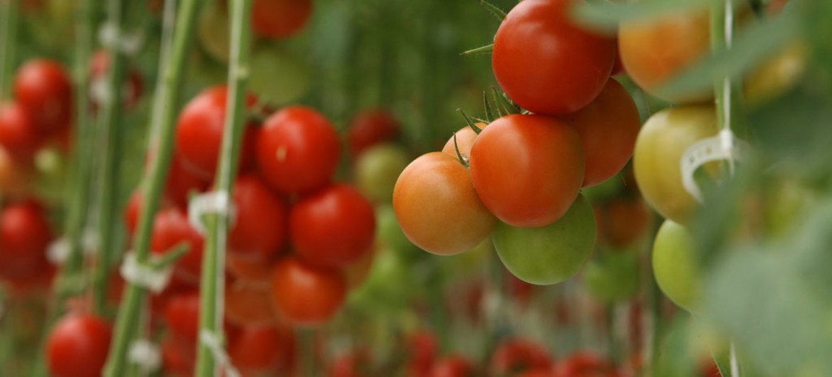 Tomatoes are among crops that may be treated with meythl bromide.