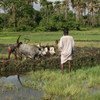 Rice farmers preparing a field in central Guinea-Bissau.