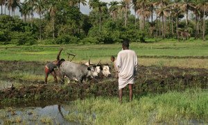 几内亚比绍的农民正在准备耕种。