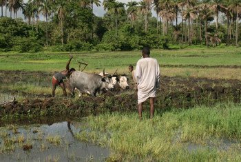 几内亚比绍的农民正在准备耕种。