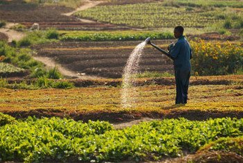 A man watering a vegetable crop in Lubumbashi, Democratic Republic of the Congo.