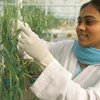 A scientist at a greenhouse of the Indian Agricultural Research Institute, New Delhi, doing research on a particular variety of wheat.