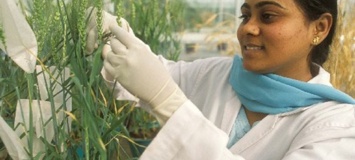 A scientist at a greenhouse of the Indian Agricultural Research Institute, New Delhi, doing research on a particular variety of wheat.