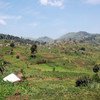 Les collines fertiles du territoire de Masisi, dans la province du Nord-Kivu.