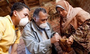 Poultry farmers test chickens for the Avian Flu virus. 