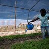 A woman waters plants inside a greenhouse in Haiti.