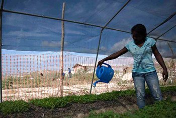 A woman waters plants inside a greenhouse in Haiti.