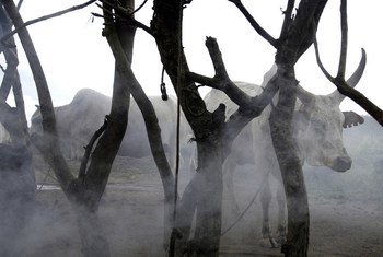Du bétail dans l'Etat de Jonglei, au Soudan du Sud (archives). Photo ONU/Tim McKulka.