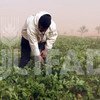 Tijana Fares, une jeune agricultrice, s'occupe de ses champs, près du village de Khawy, en Tunisie. (Archives)