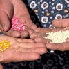 Productoras de quinua muestran diferentes tipo de grano. Foto: FAO