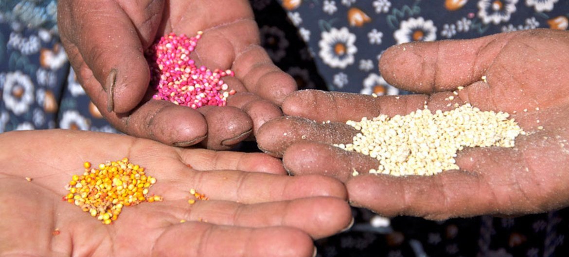 Productoras de quinua muestran diferentes tipo de grano. Foto: FAO