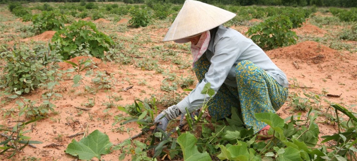 A farmer tends her newly planted Jatropha crop that can grow in extremely arid conditions and which can be used to fuel diesel engines.