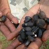 Semillas utilizadas para biocombustibles. Foto: IRIN/Julius Mwelu