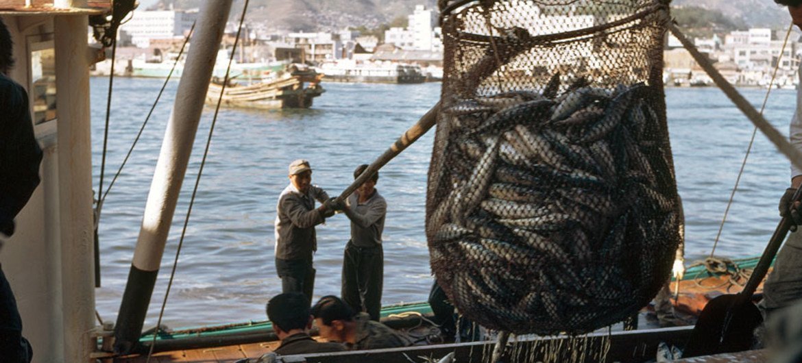Fishermen unload their catch of mackerel at a fish market.