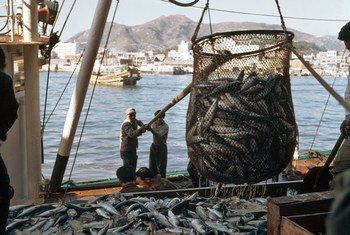 Pesca teve produção global de 179 milhões de toneladas em 2018