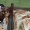Marché de bétail à Garissa au Kenya.