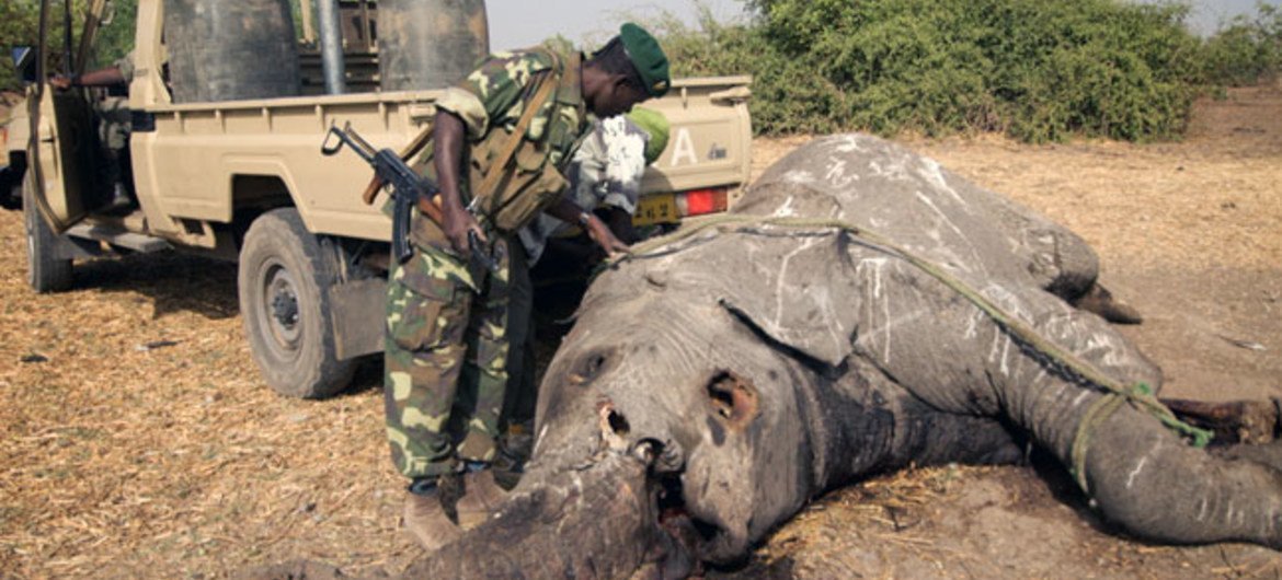 браконьеры охота на слонов