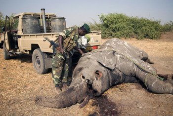 A relatively fresh carcass being turned over to look for bullet wounds on the underside at Zakouma National Park, Chad.