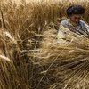 A farmer harvests his wheat crop in Bamyan, Afghanistan.