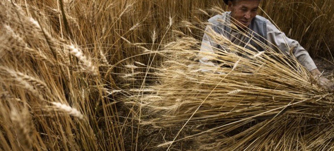 A farmer harvests his wheat crop in Bamyan, Afghanistan.