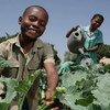 Des enfants du Zimbabwe entretiennent le jardin de leur école.