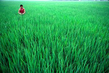 Des champs de riz à Sichuan, en Chine. ONU/John Isaac