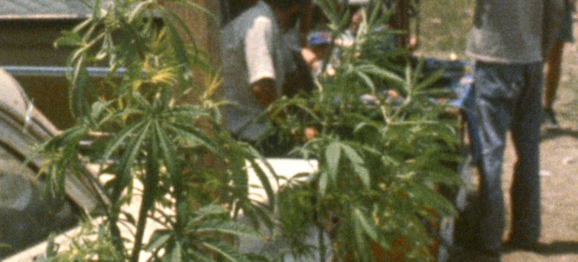 Оон за легализацию марихуаны купить в беларуси семена конопли