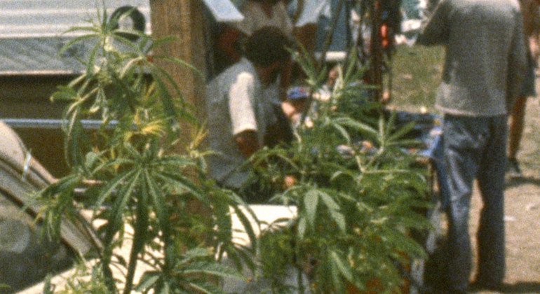 оон легализация марихуаны