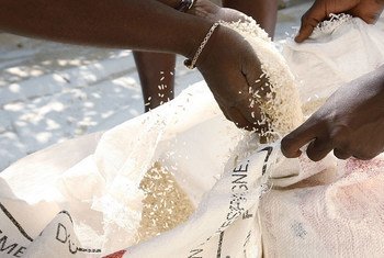 El PMA distribuye arroz en Haiti. Foto archivo