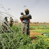 Des fermiers en train d'irriguer dans le cadre d'un projet au Niger soutenu par la FAO.