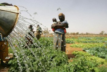 Des fermiers en train d'irriguer dans le cadre d'un projet au Niger soutenu par la FAO.