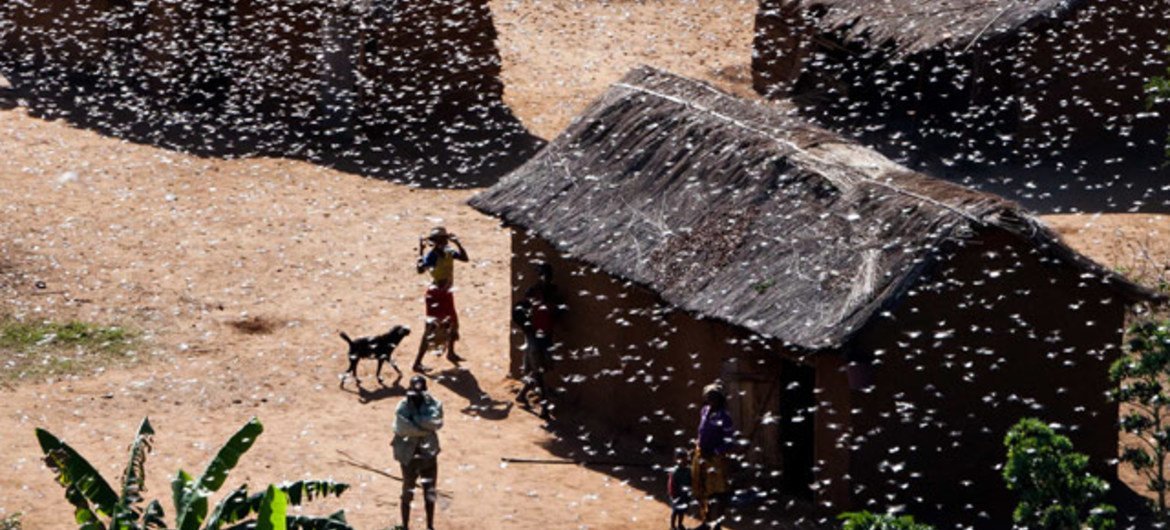 More than half of Madagascar’s territory is currently infested with locusts, potentially two thirds of the country.