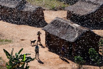 Les criquets infestent aujourd'hui la moitié du territoire malgache, et potentiellement les deux tiers du pays d'ici septembre 2013.