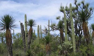 Tehuacán-Cuicatlán has one of Mexico’s highest rates of biodiversity and endemic species.