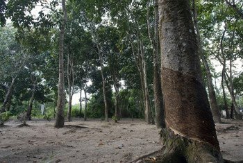 Une forêt d'hévéas au Brésil. Photo ONU/Eskinder Debebe