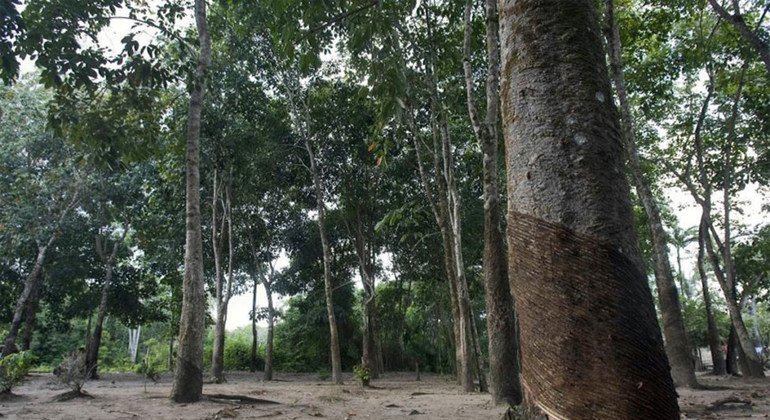Árboles de caucho en el bosque nacional Tapajños, en la amazonía brasileña.