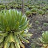 Giant Lobelias growing at 4000 metres on Mount Kenya National Park/Natural Forest.