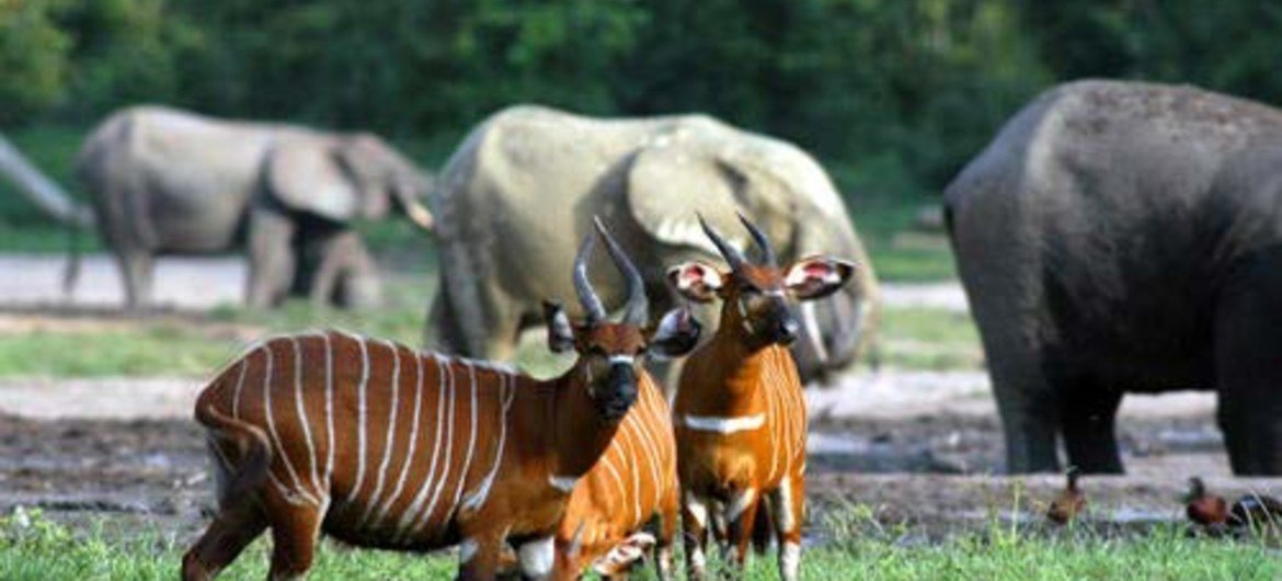 Wildlife in the Sangha Trinational Site, where Dzanga-Sanga National Park of the Central African Republic is located.