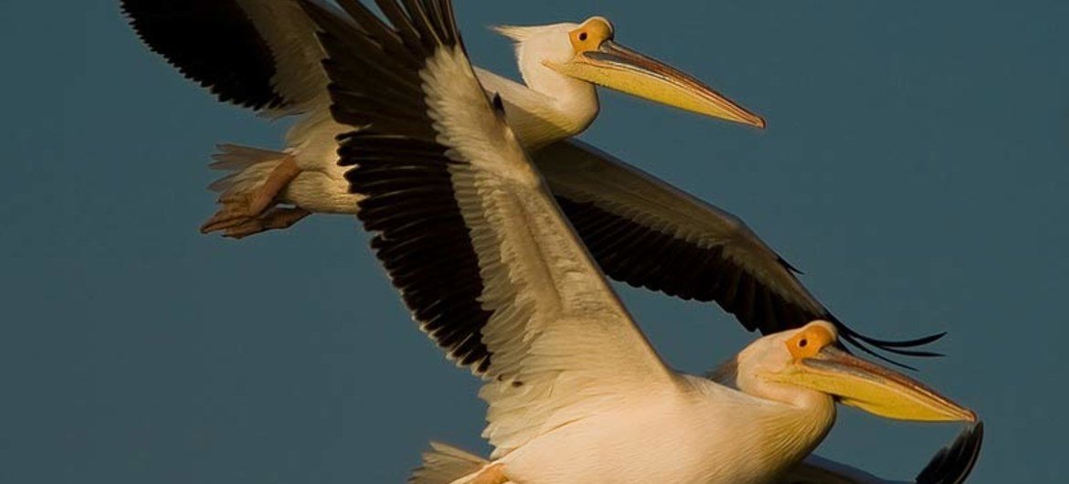 White Pelican.