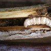 Plaga de gusano Xyleutes capensis en Tanzania. Foto: H. Schabel