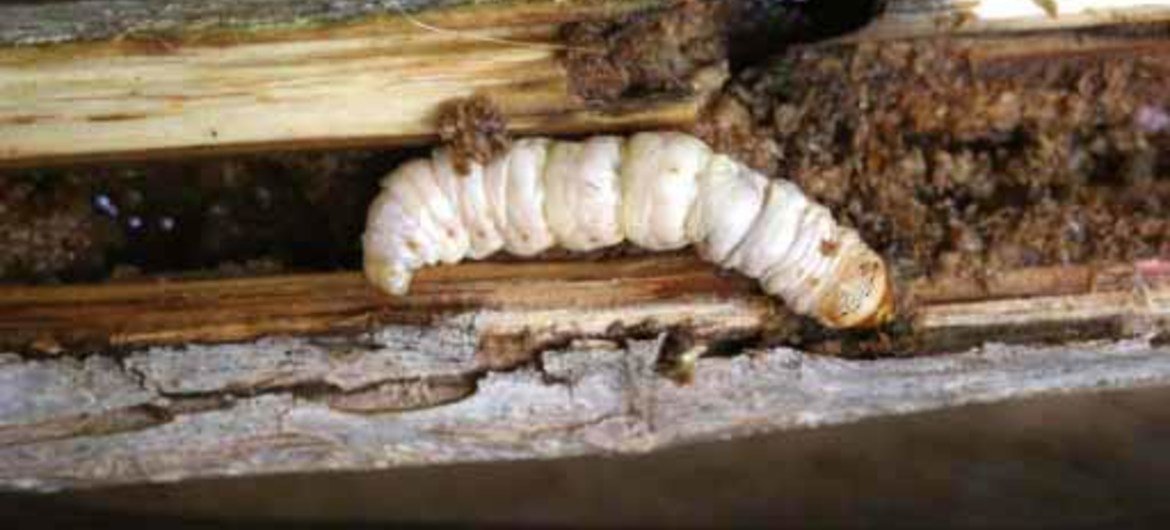 Plaga de gusano Xyleutes capensis en Tanzania. Foto: H. Schabel