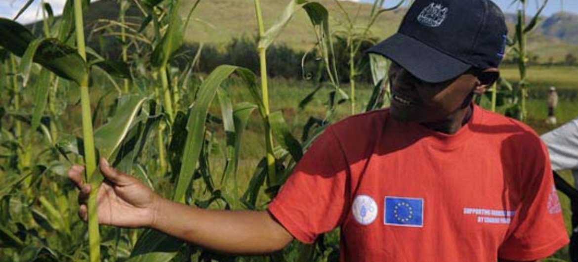 Inspecting the maize crop of an FAO project funded by the EU Food Facility in Lesotho.