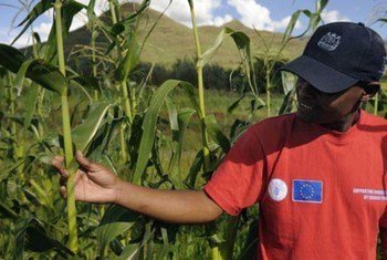 Inspecting the maize crop of an FAO project funded by the EU Food Facility in Lesotho.
