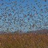 Locusts swarms can be hundreds of miles long, leaving little vegetation behind.