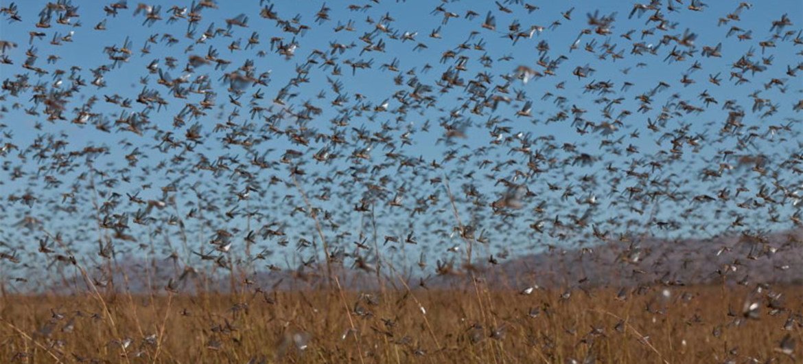 Locusts swarms can be hundreds of miles long, leaving little vegetation behind.