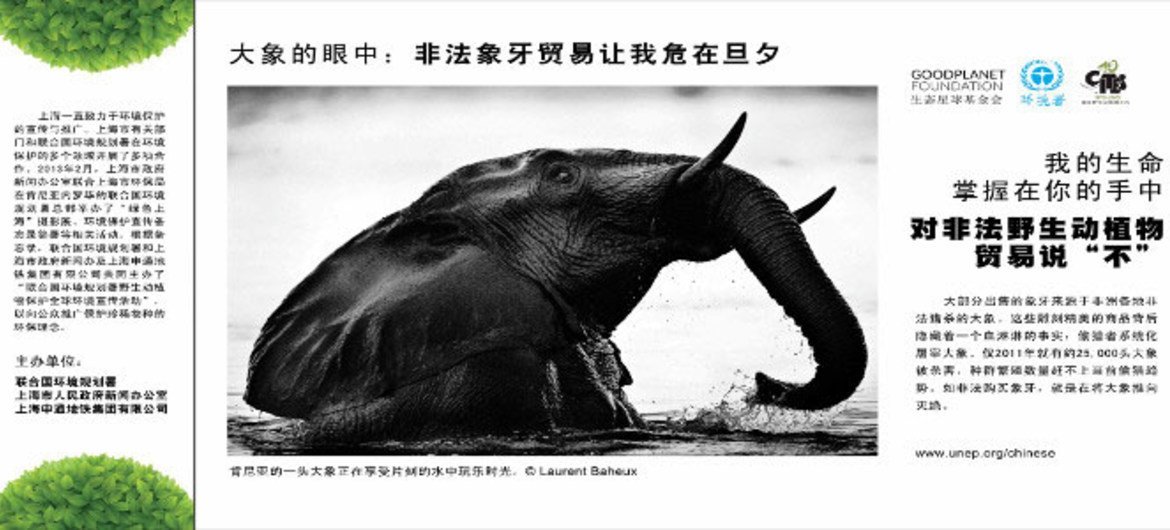 Buying Illegal Ivory is Killing Me': One of the posters from the Shanghai campaign.