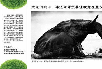 Buying Illegal Ivory is Killing Me': One of the posters from the Shanghai campaign.
